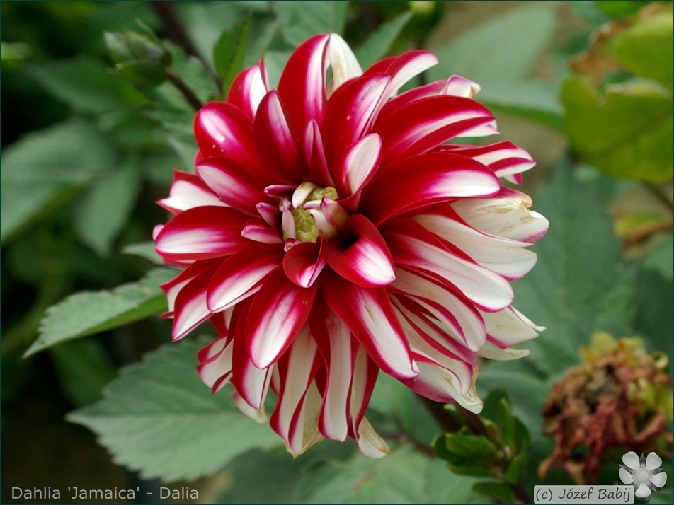 Dahlia 'Jamaica' - Dalia 'Jamaica' kwiat