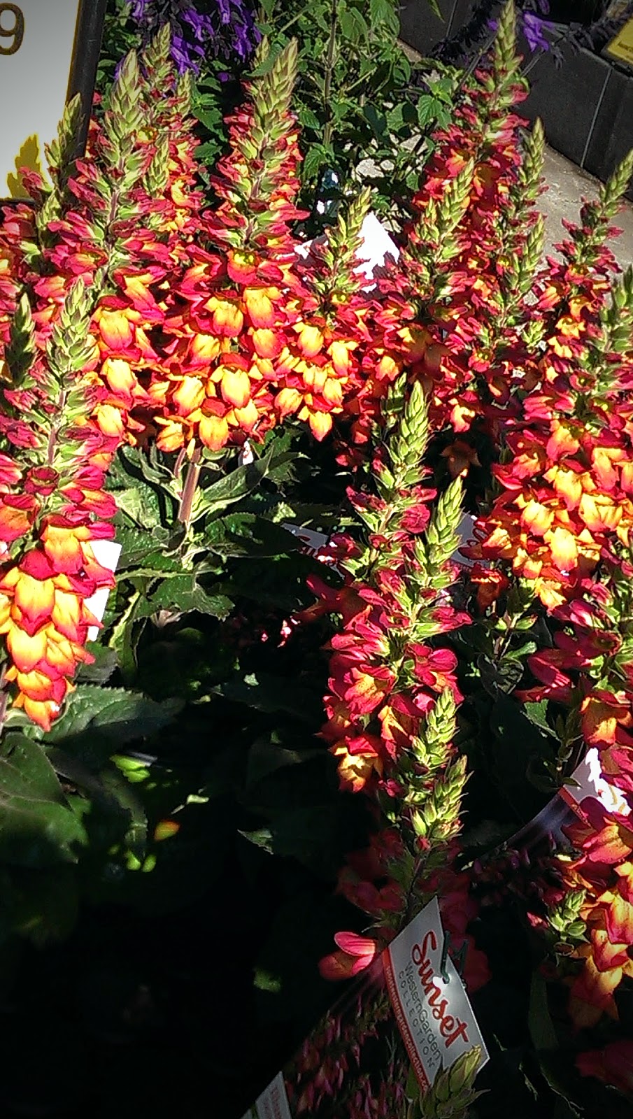 The Outlaw Gardener Weird Wednesday At Fred Meyer