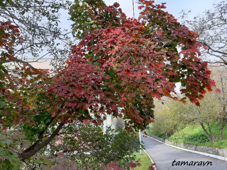 Клён ложнозибольдов (Acer pseudosieboldianum)