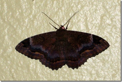 Funky Moth1