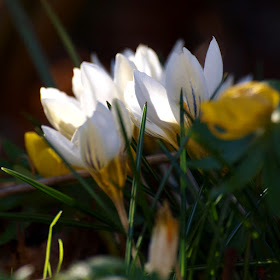 Blomstrende have i marts 