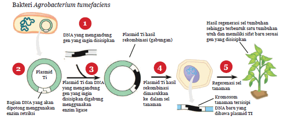 tumbuhan transgenik