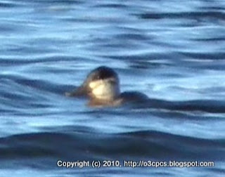 Ruddy Duck, 12/06/10 Lake Cochituate