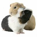 Guinea Pigs