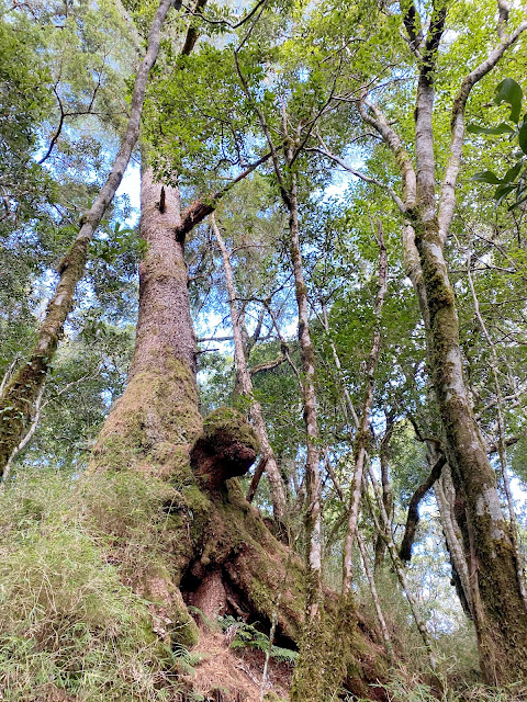 往斯拉巴庫山--巨木處處