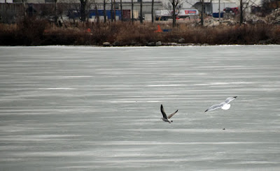 Birds at Cedar Lake