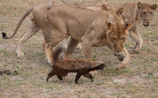 Ratel, Tejón de la miel, Tejón melero, Animales 7