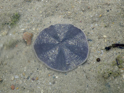 Sand Dollar (Arachnoides placenta)