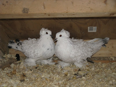 Frill Back Pigeon