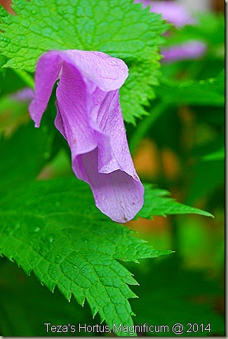 DSC_0350 DSC_0350