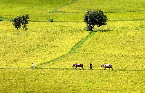 please introduce to everyone in the country Vietnam