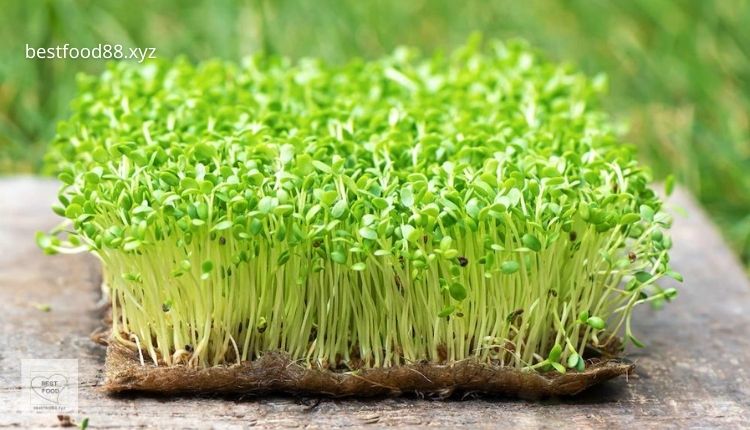 Health benefits of microgreens