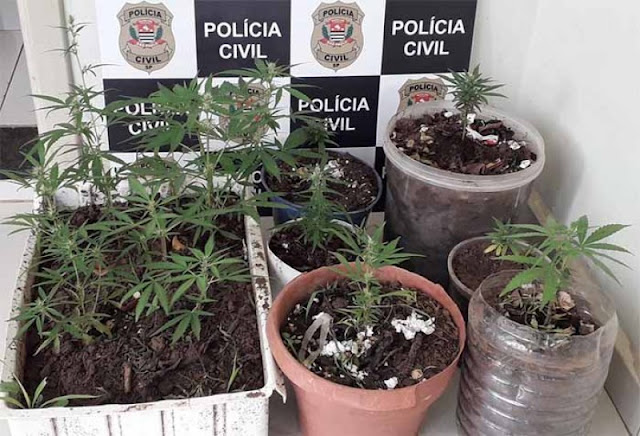 Vasos com Pés de Maconha são apreendidos em Quintal de residência