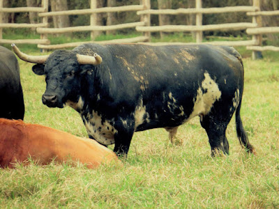 toro rosario 41 BURRACO sicaya 2018