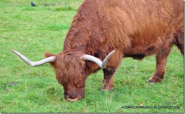 Blair Atholl. Vacas-DSC_0568