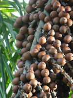 Плоды пальмы мавриция извилистая