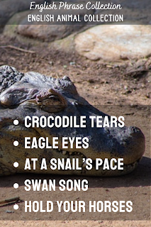 English Phrase Collection | English Animal Collection | Crocodile tears, Eagle eyes, At a snail’s pace Swan Song, Hold your horses