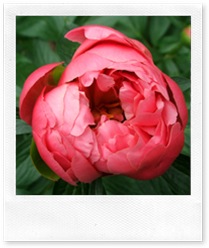 peony-coral
