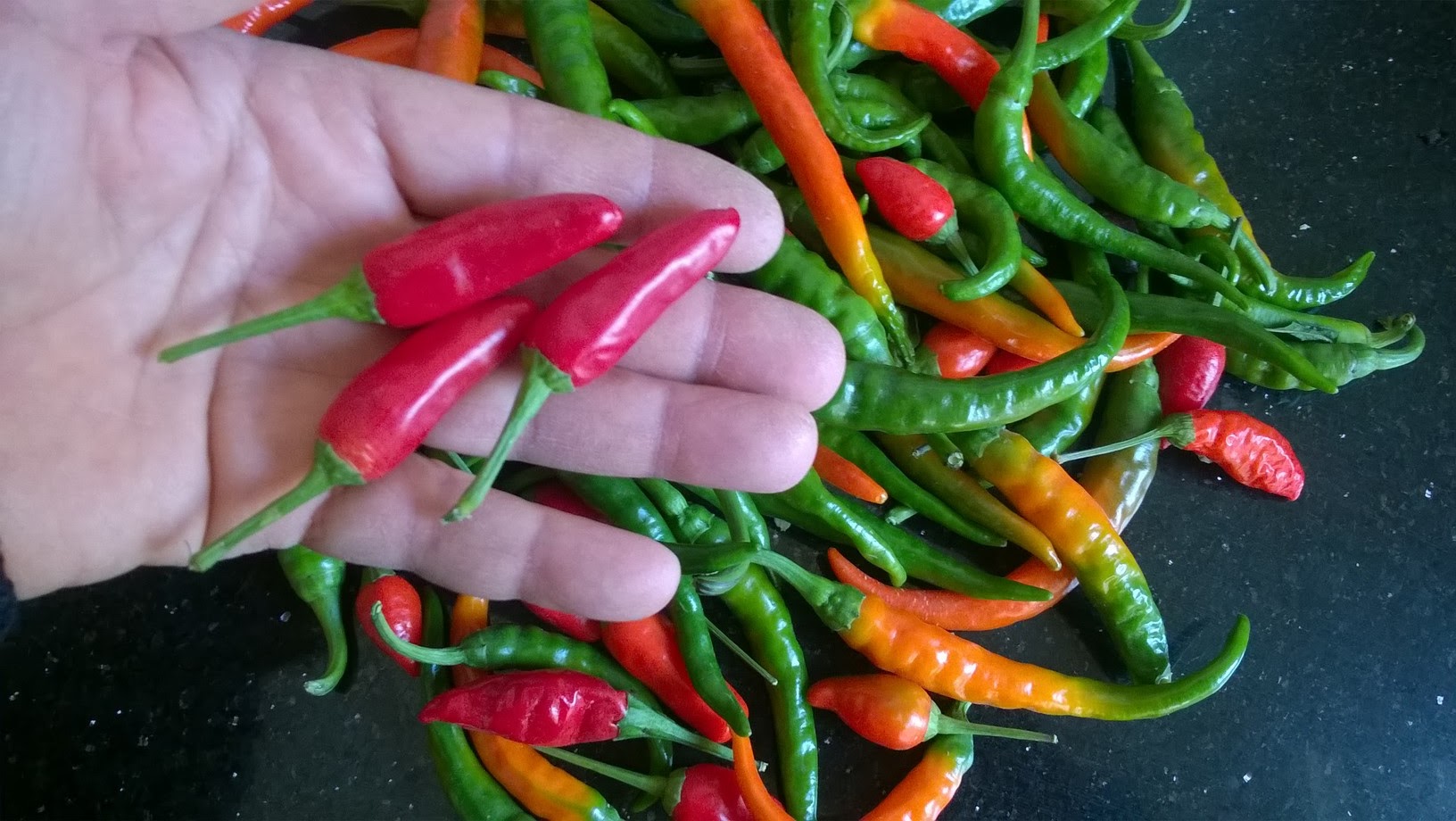 Chili pepper belongs to the capsicum family, of which there are 27 species in total. Capsicums are part of the broader nightshade family, which include tomatoes, eggplant and potatoes.