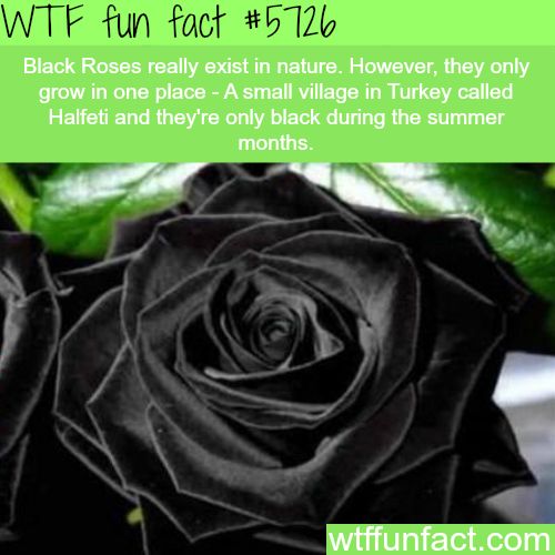 Amazing Weird And Interesting Random Facts