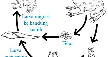 ILMU PENGETAHUAN UMUM: Kelas Amphibia (Amfibi 