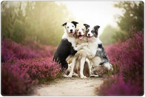 campo florido, predominando o rosa das flores, três   cachorros, se abraçando com carinho.