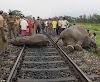  186 elephants were killed after being hit by trains across India between 2009-10 and 2020-21.