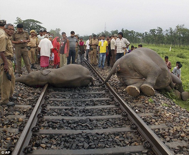 elephant accident