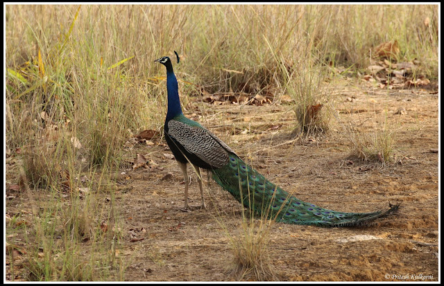 Indian Peafowl at Kanha National Park