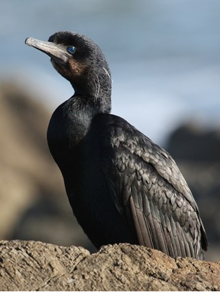 Which Cormorant is That?