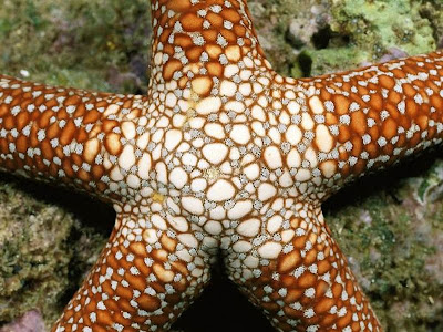 Beautiful Star Fish Seen On www.coolpicturegallery.us