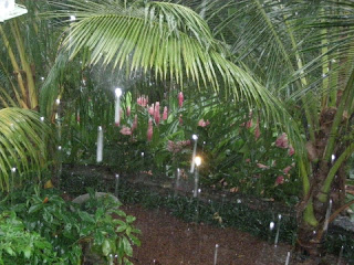 pink gingers in the rain, La Ceiba, Honduras