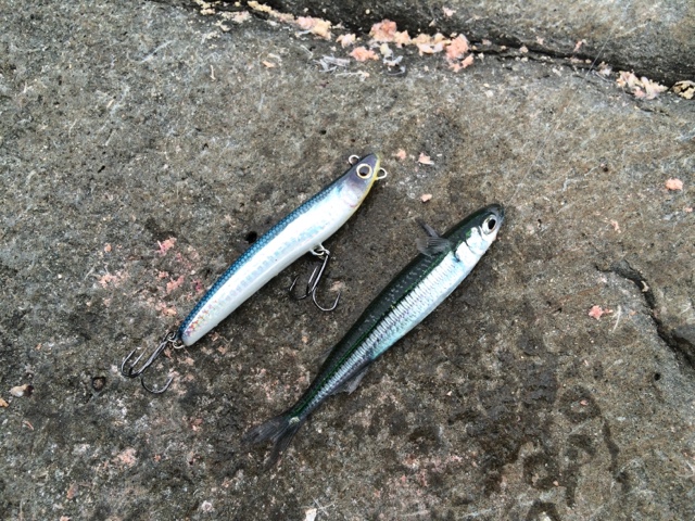 ルアーのカラーと魚の視力 視覚 色覚について考えてみた 釣れる鉄板カラーは Carl S Lure Craft Fun Fishing
