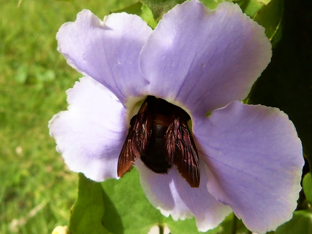 Bee on a flower