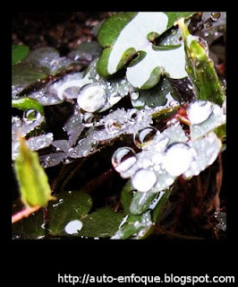 Tréboles en un día de lluvia