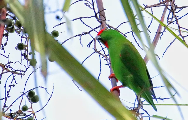 Sulawesi Hanging Parrot