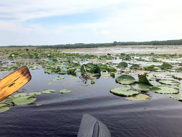 point pelee national park leamington