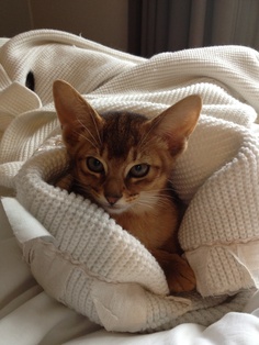 Price range of Abyssinian Kitten - Annie Many