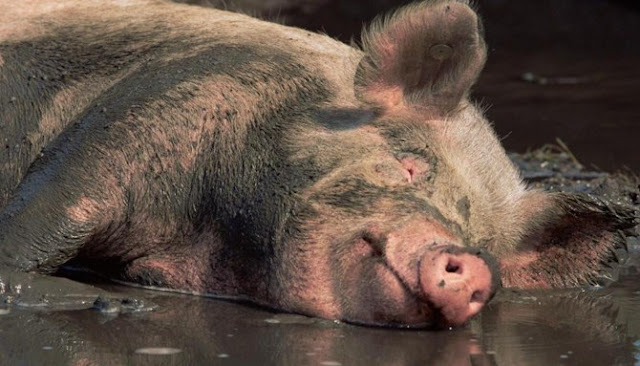 Sepuluh Alasan Ilmiah Mengapa Babi Sebaiknya Tidak Dikonsumsi