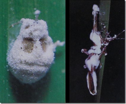 INSEKTISIDA MIKROBIOLOGI Insektisida dan  Akarisida Alami 
