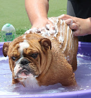 Bulldog Bathing