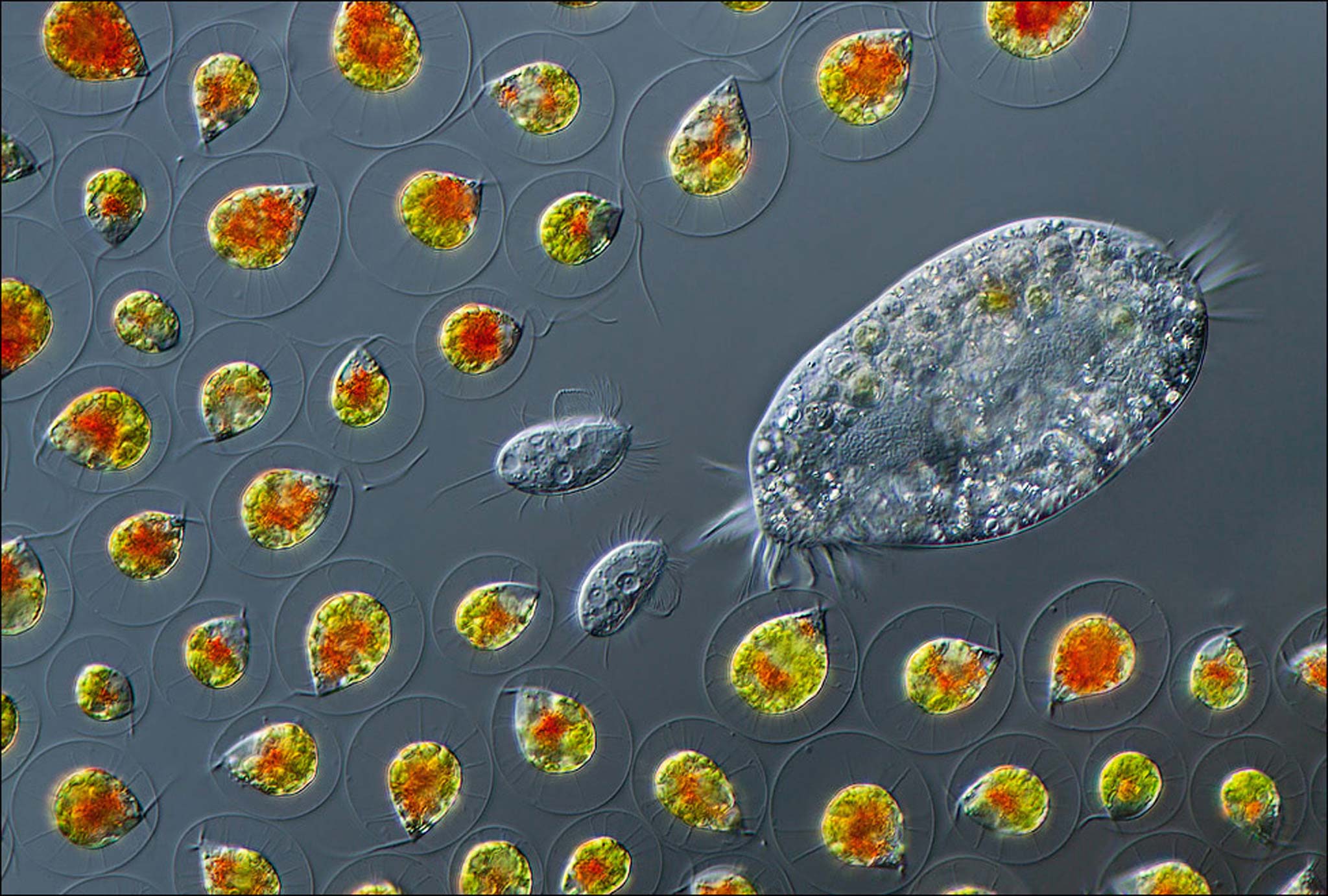 Бактерия водоросль простейшие. Инфузория euplotes. Одноклеточные микроскопические организмы. Малярийный плазмодий инфузория. Cyclidium инфузория.