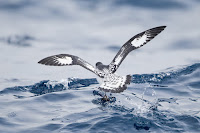 Cape petrel - Daption capense