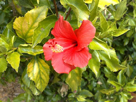 hibiscus