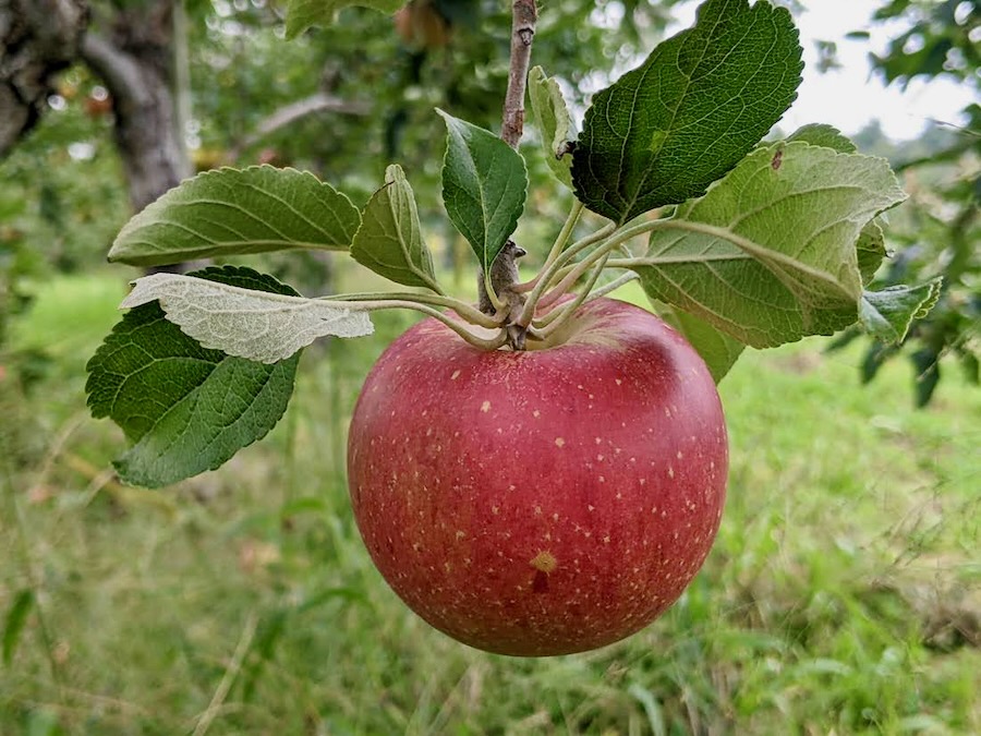 A single red apple, crowned by many lgreel leaves, hangs from a bough