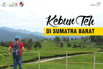 3 Kebun Teh di Sumatra Barat yang Seru Buat Dikunjungi