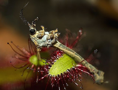 insect eating flowers