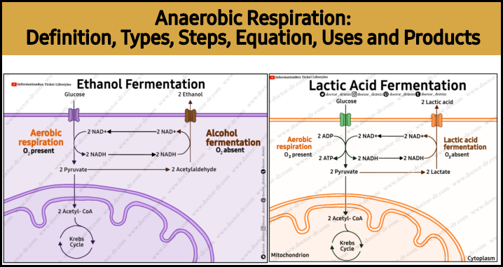 Anaerobic Respiration: Definition, Types, Steps, Equation, Products, and Uses