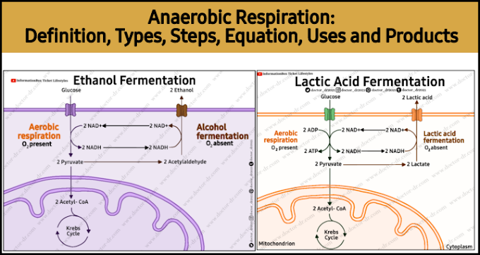 Anaerobic Respiration: Definition, Types, Steps, Equation, Products, and Uses 