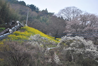 中里発電所と桜と菜の花